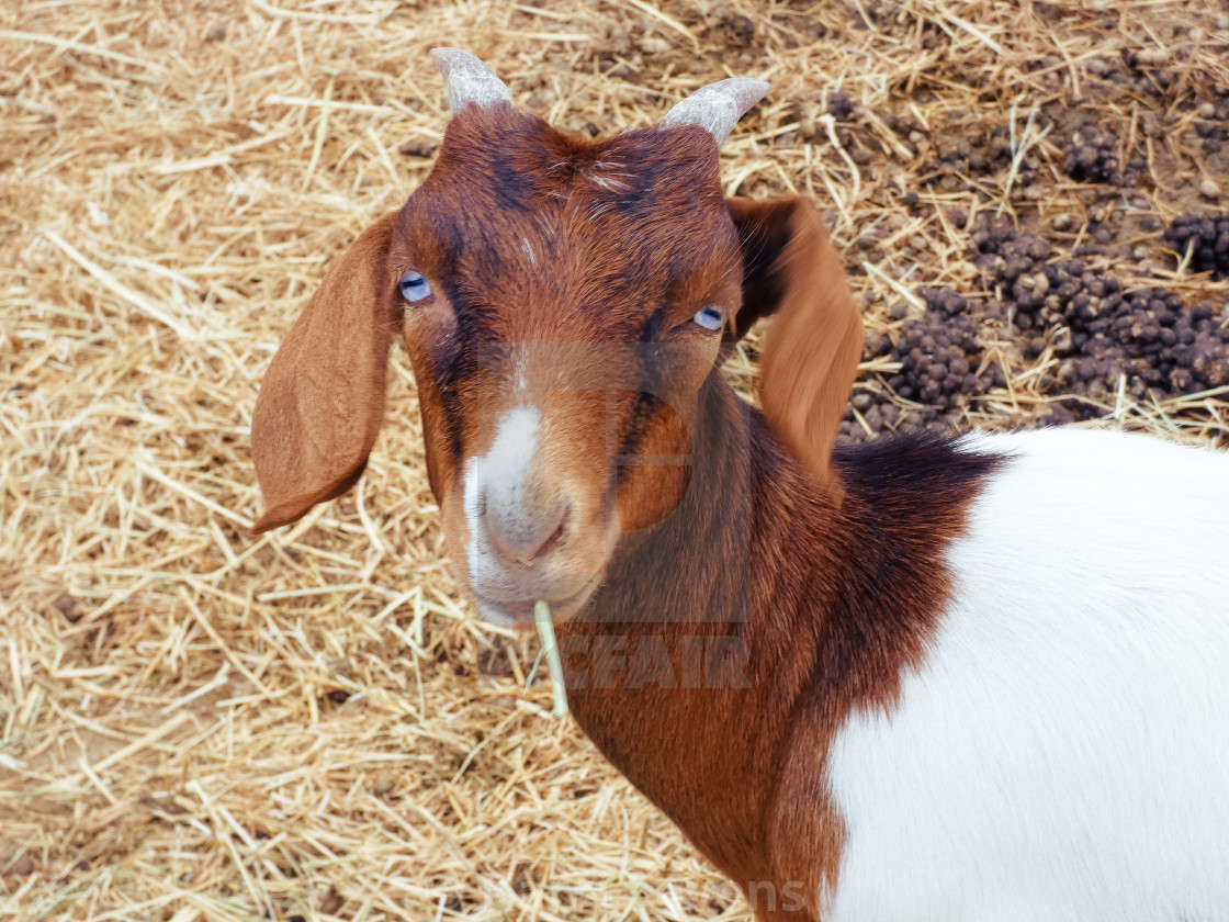 "Close Up Of A Goat Eating" stock image