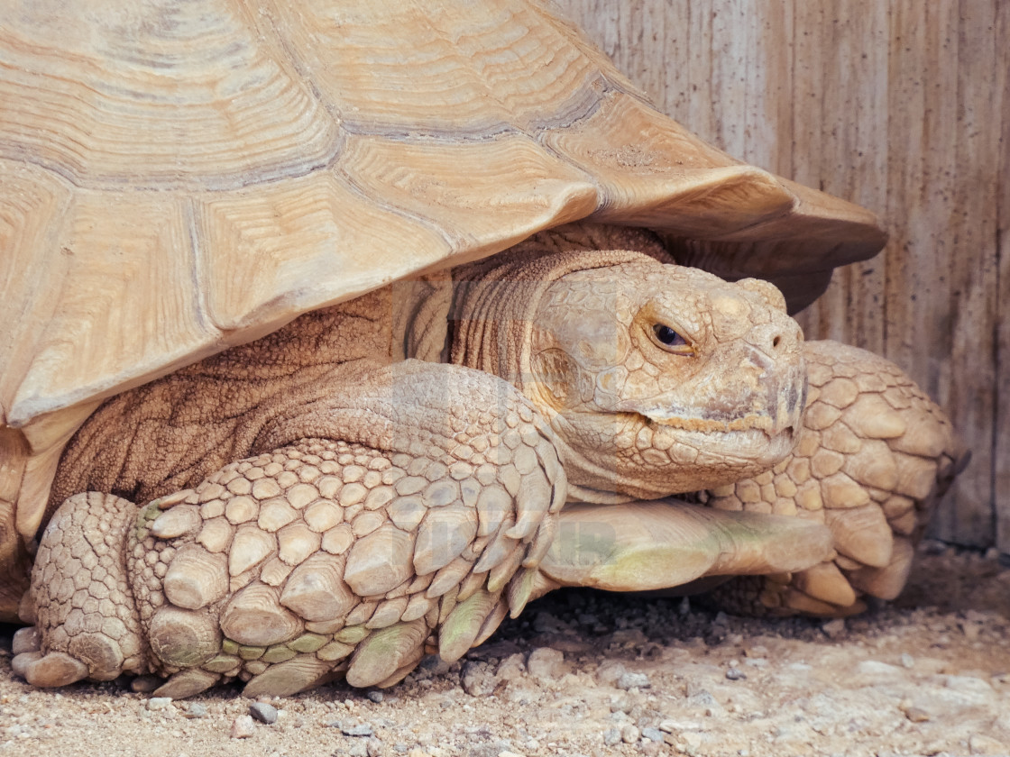 "Close Up Of A Desert Turtle" stock image