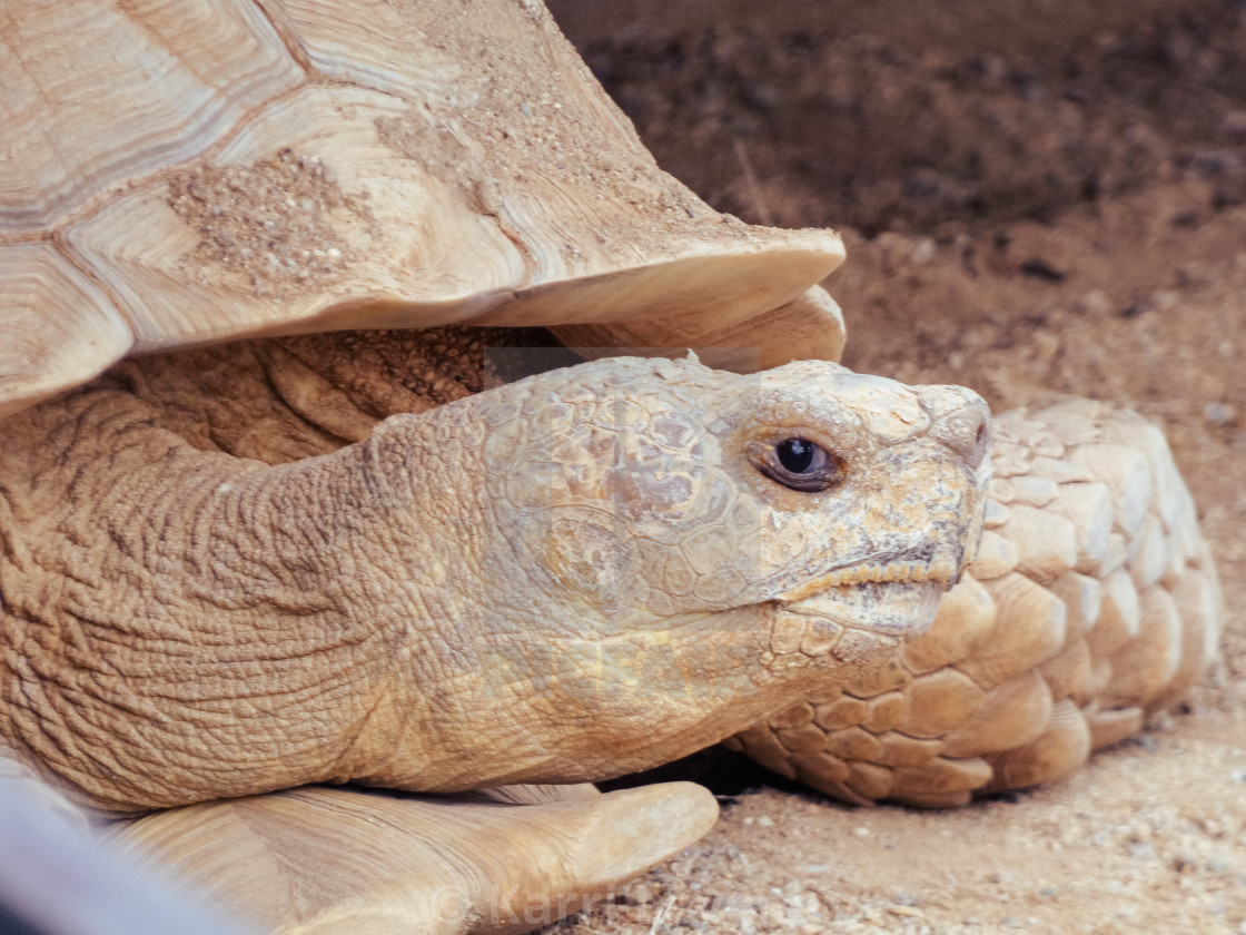 "Close Up Of A Desert Turtle" stock image