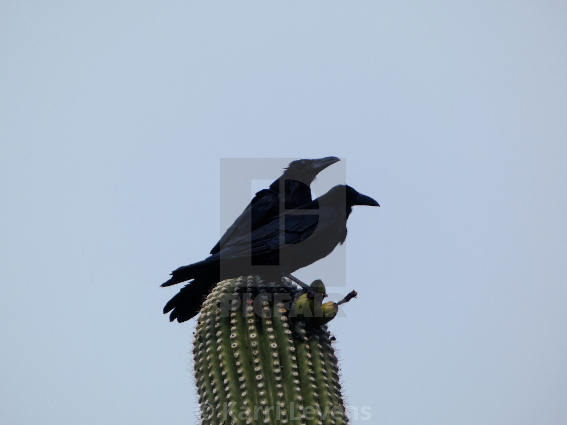 "2 Crows On A Saguaro Cactus" stock image