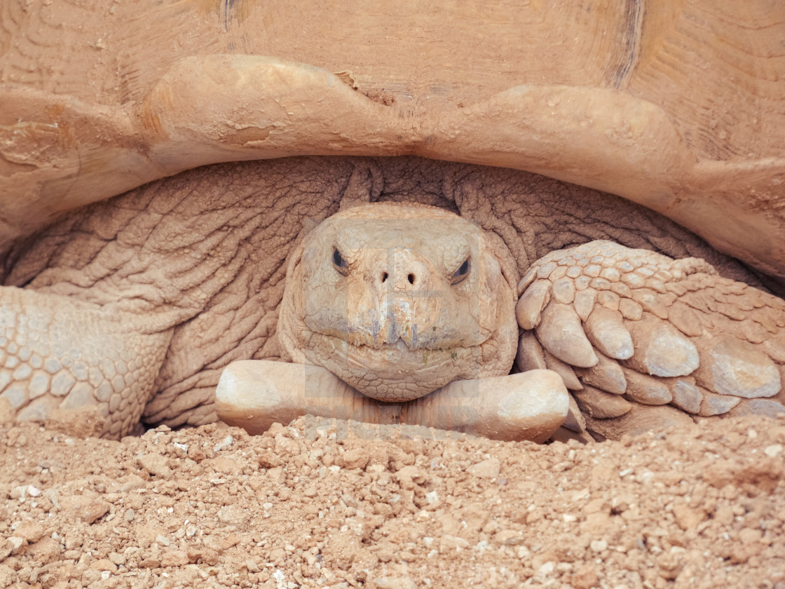 "Close Up Of A Desert Turtle" stock image