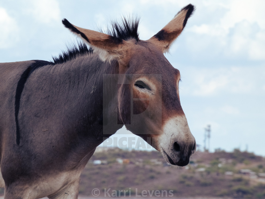 "Close Up Of A Donkey" stock image