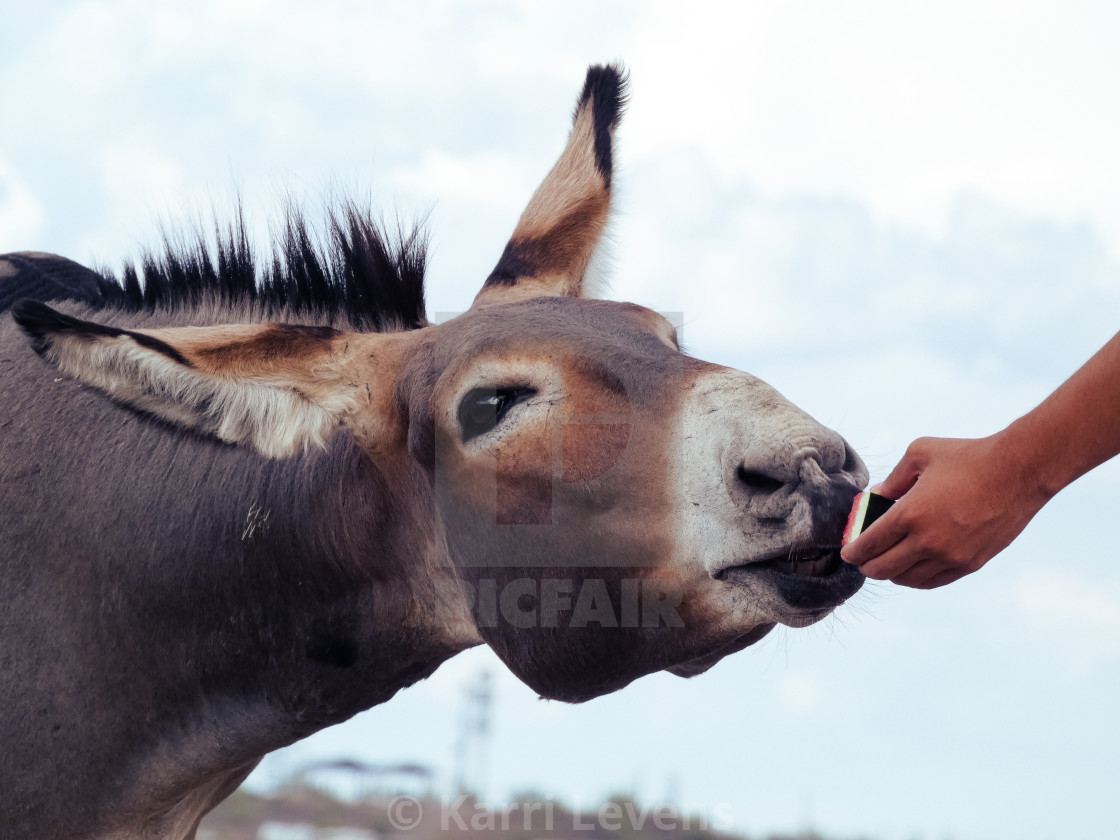 "Close Up Of A Donkey" stock image