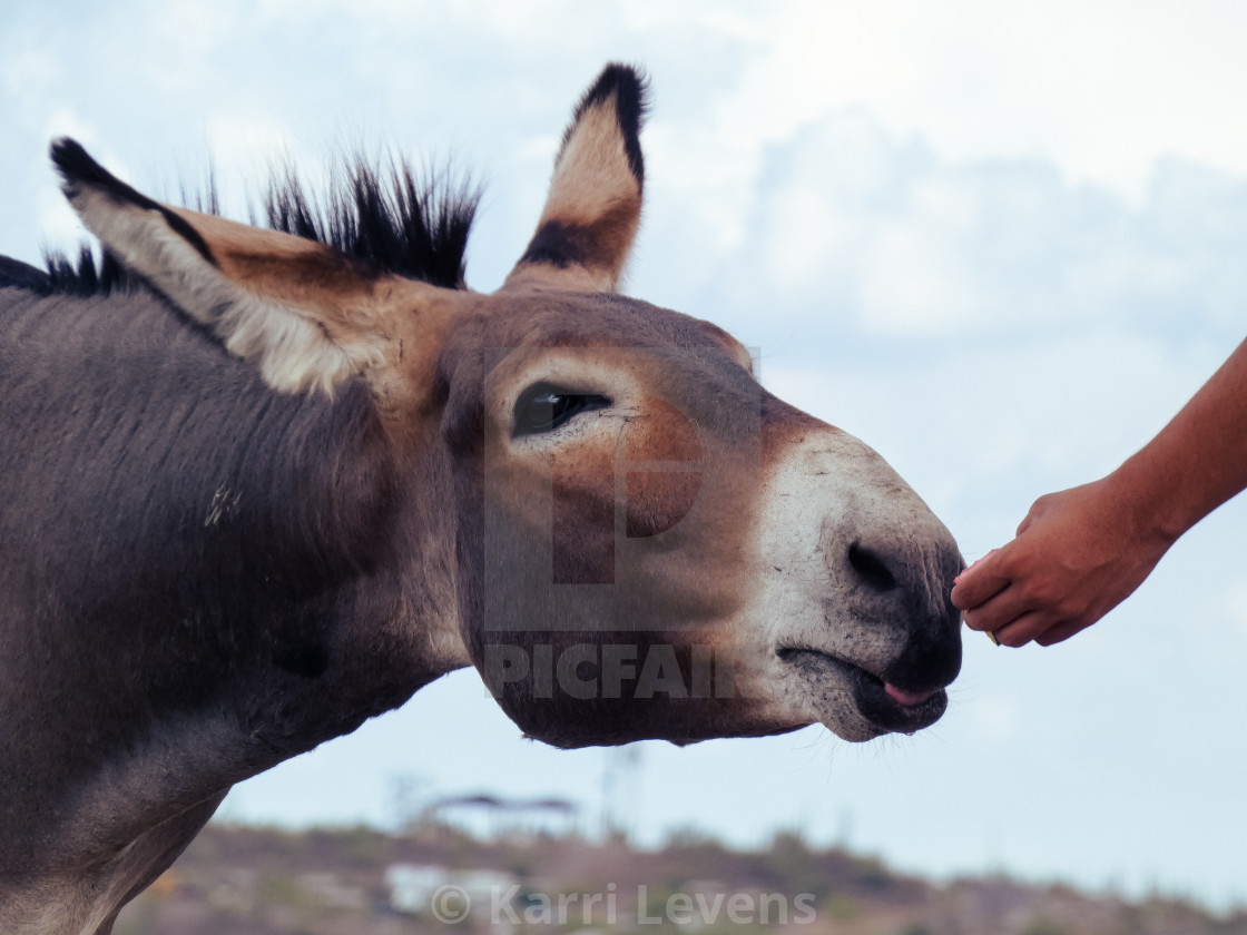 "Close Up Of A Donkey" stock image