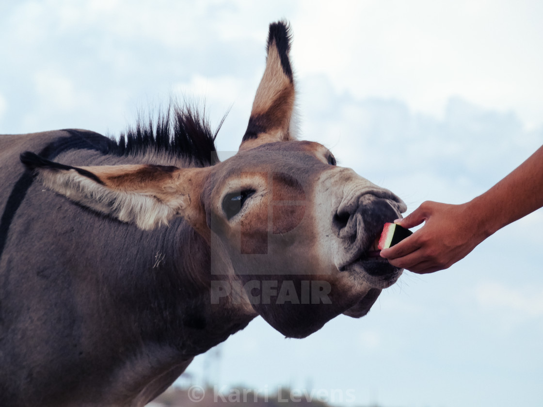 "Close Up Of A Donkey" stock image