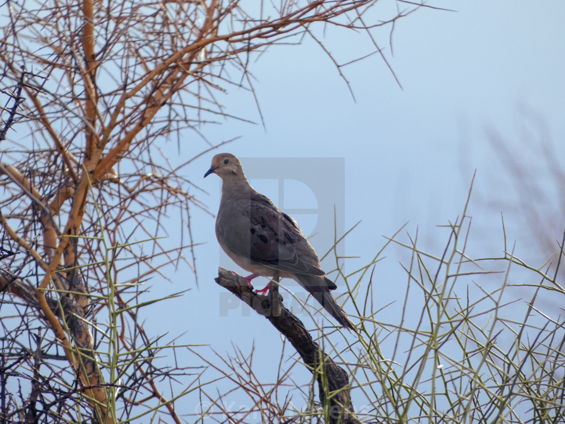 "Dove On A Tree Branch" stock image