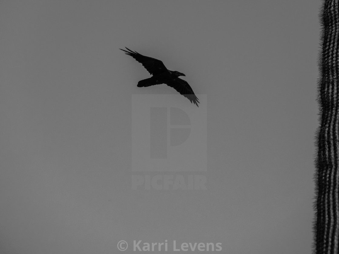 "Black And White Crow Flying" stock image