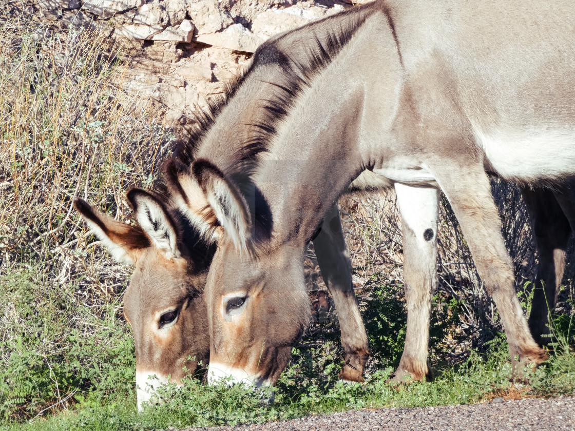 "2 Donkey's Together" stock image