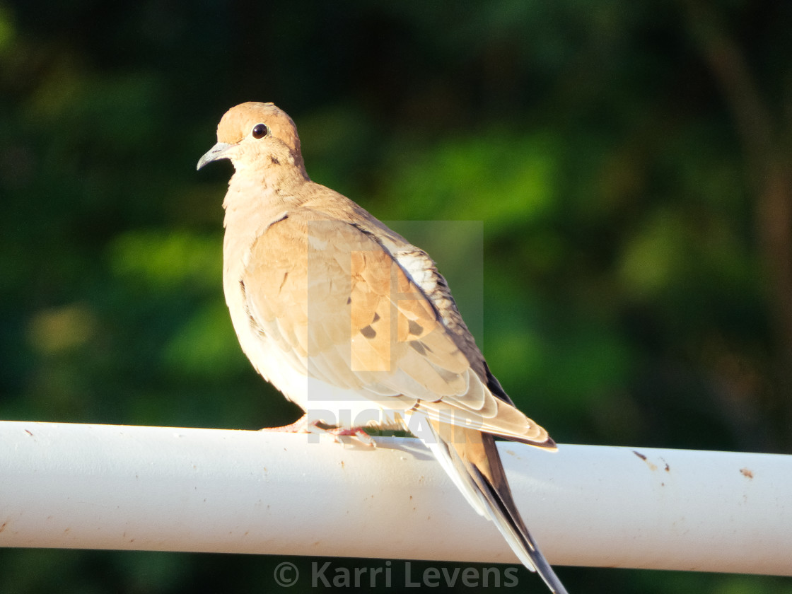 "Dove On Fence" stock image