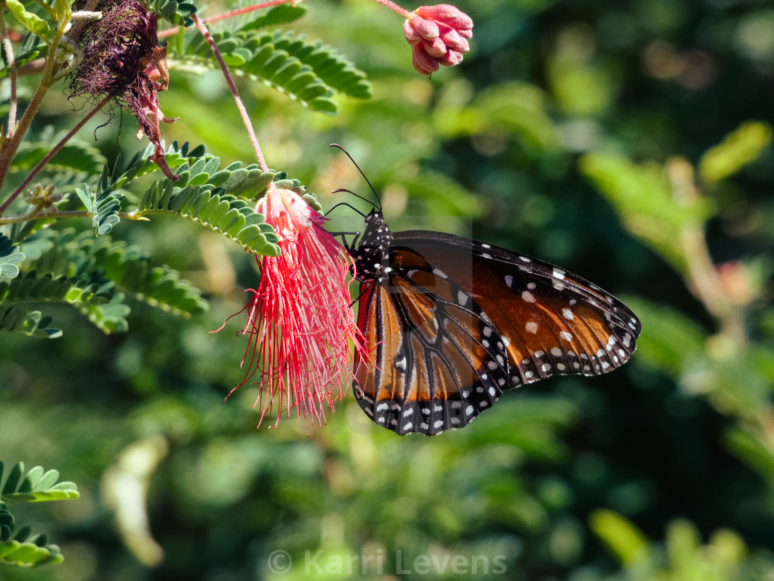 "Butterfly On A Red Flower" stock image