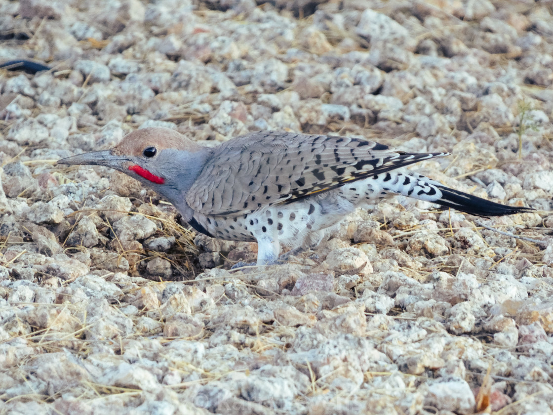 "Close Up Of A Woodpecker" stock image