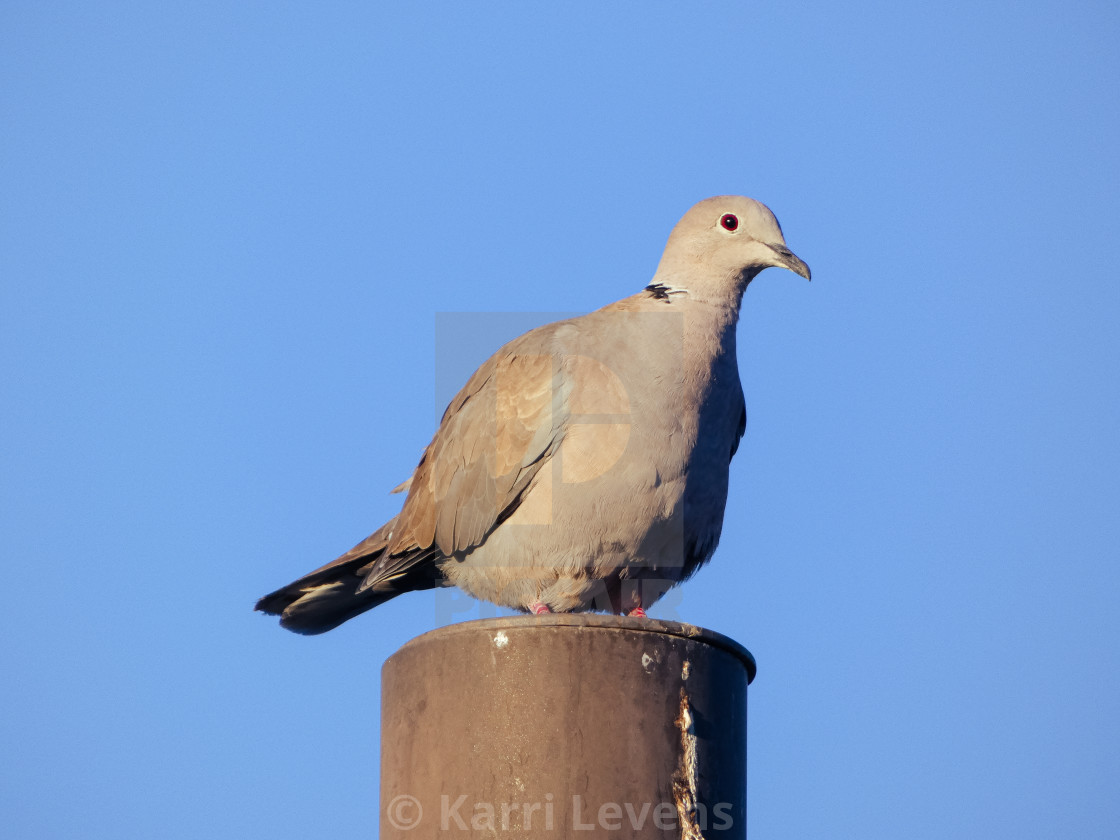 "Dove On A Pole" stock image