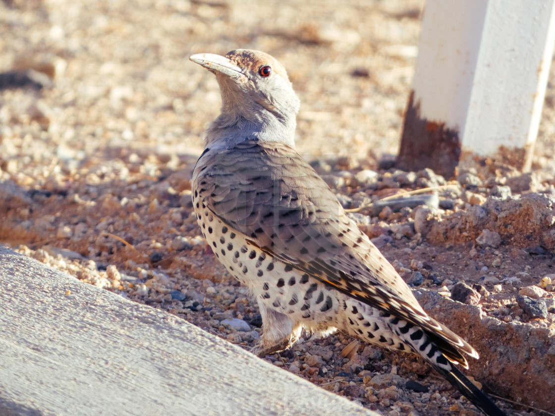 "Close Up Of A Woodpecker" stock image