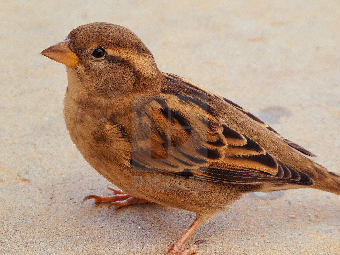 "Close Up Of A House Sparrow" stock image