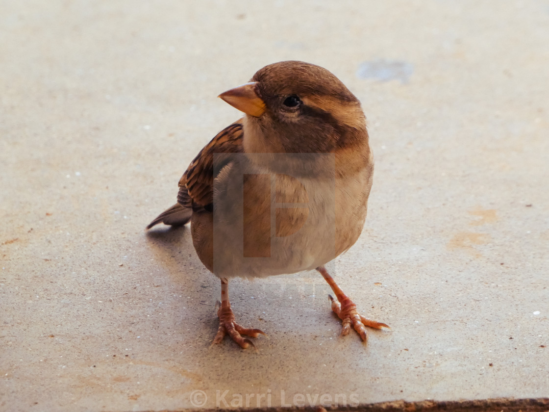 "Close Up Of A House Sparrow" stock image