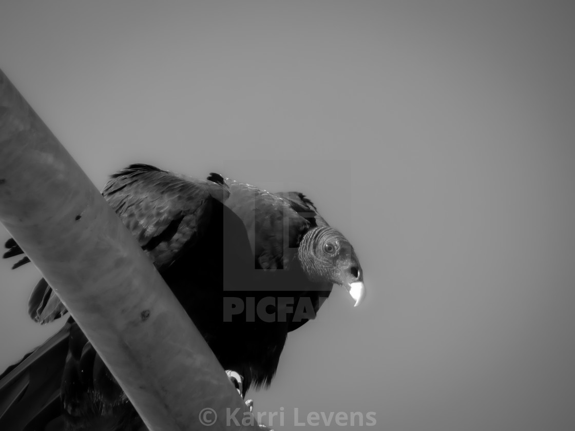 "Black & White Photo Of A Vulture On A Light Pole" stock image