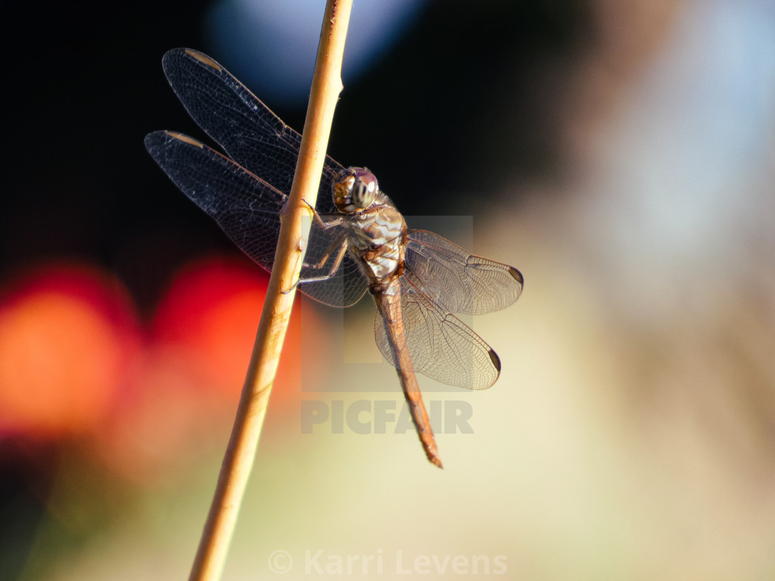 "Close Up Photo Of A Dragonfly On A Branch" stock image