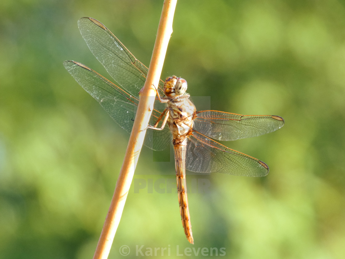 "Close Up Photo Of A Dragonfly On A Branch" stock image