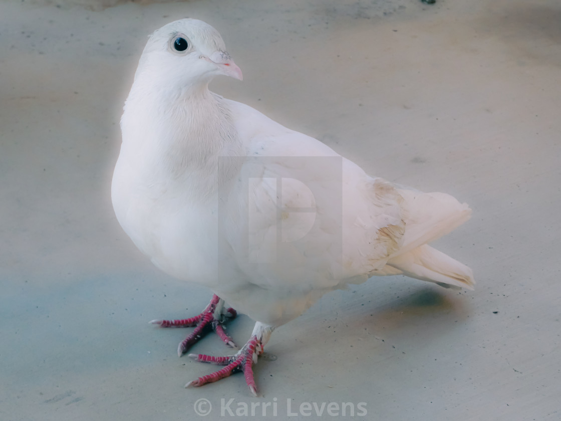 "Close Up Photo Of A White Dove Pigeon" stock image