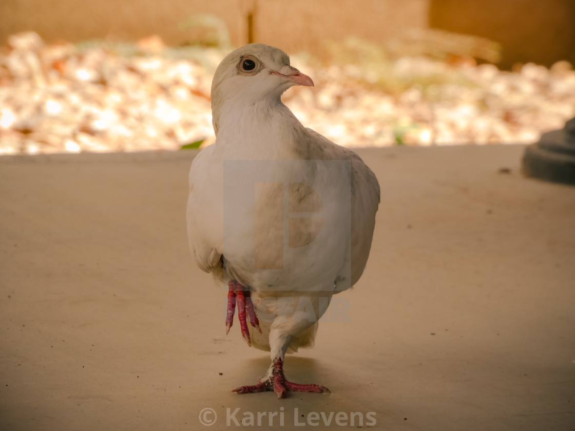 "Close Up Photo Of A White Dove Pigeon" stock image