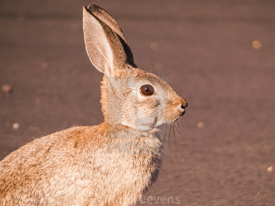 "Close Up Photo Of A Wild Arizona Bunny Rabbit" stock image