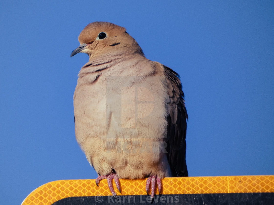 "Photo Of A Mourning Dove On A Street Sign" stock image