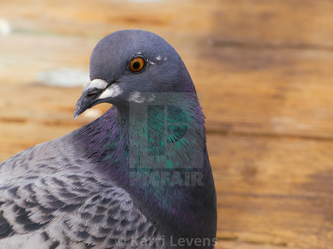 "Close Up Photo Of A Pigeon" stock image