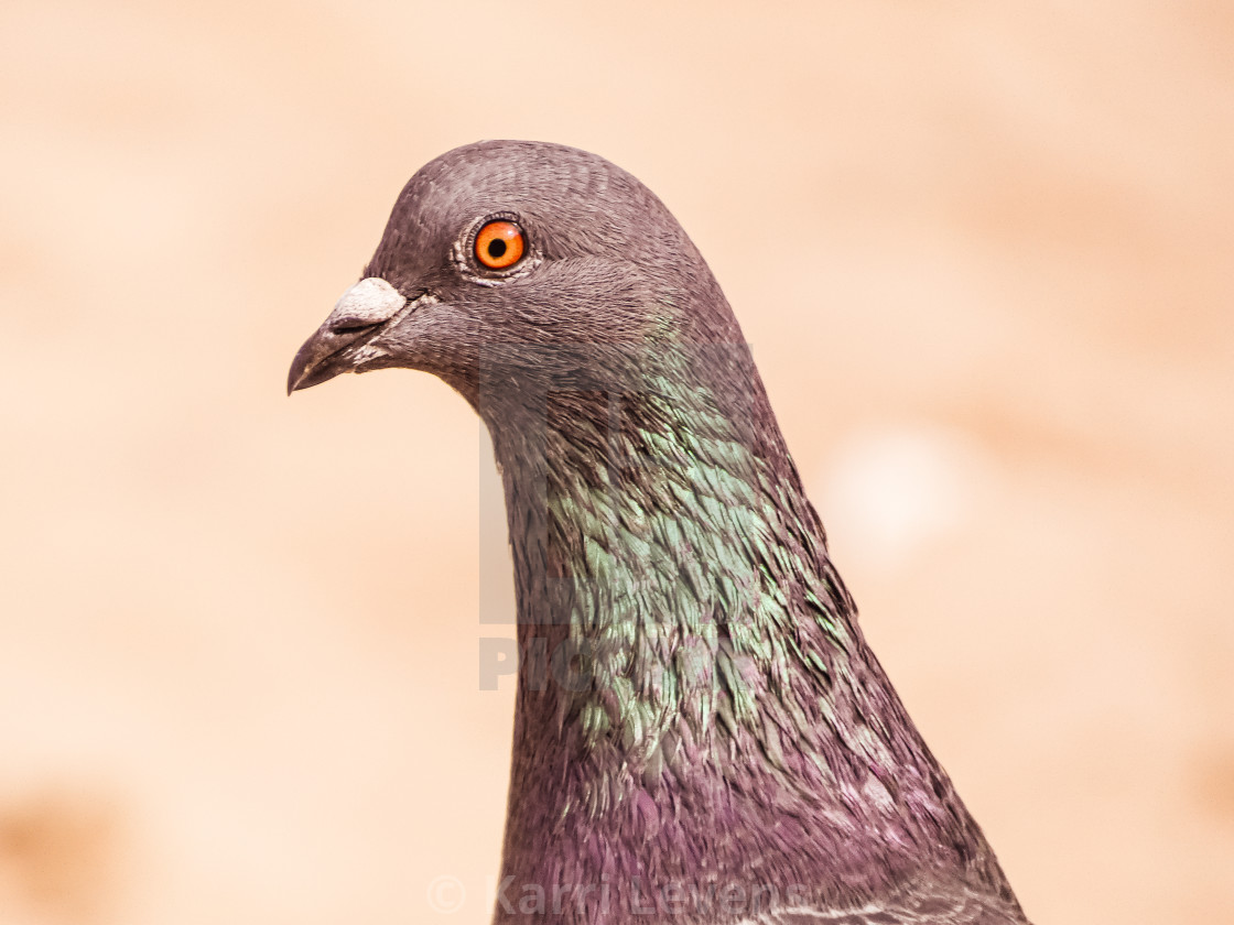 "Close Up Photo Of A Pigeon" stock image