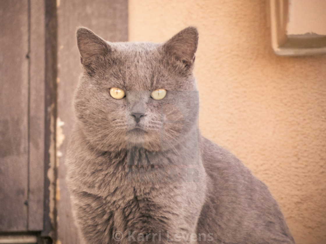 "Close Up Photo Of A Gray Cat" stock image