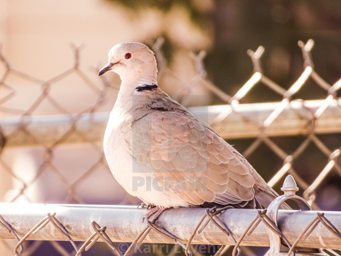 "Photo Of A Ring-necked Dove On A Fence" stock image