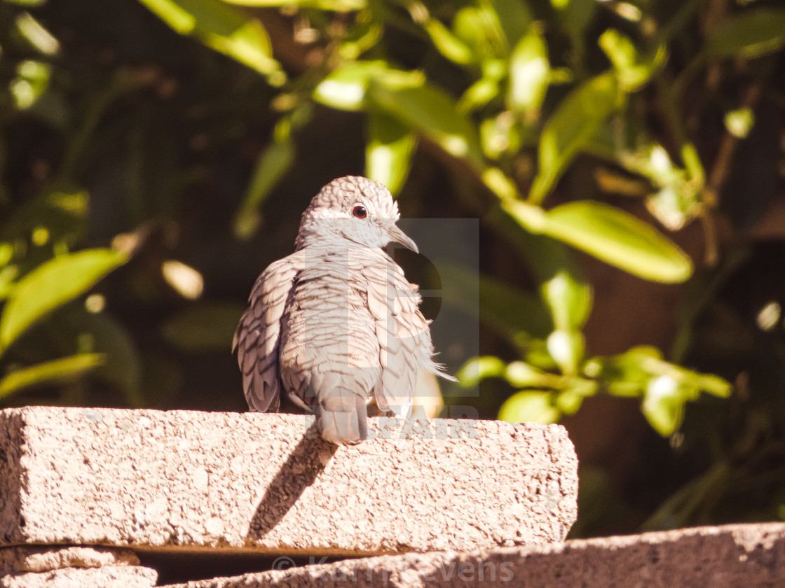 "Photo Of A Beautiful Dove On A Brick Wall" stock image