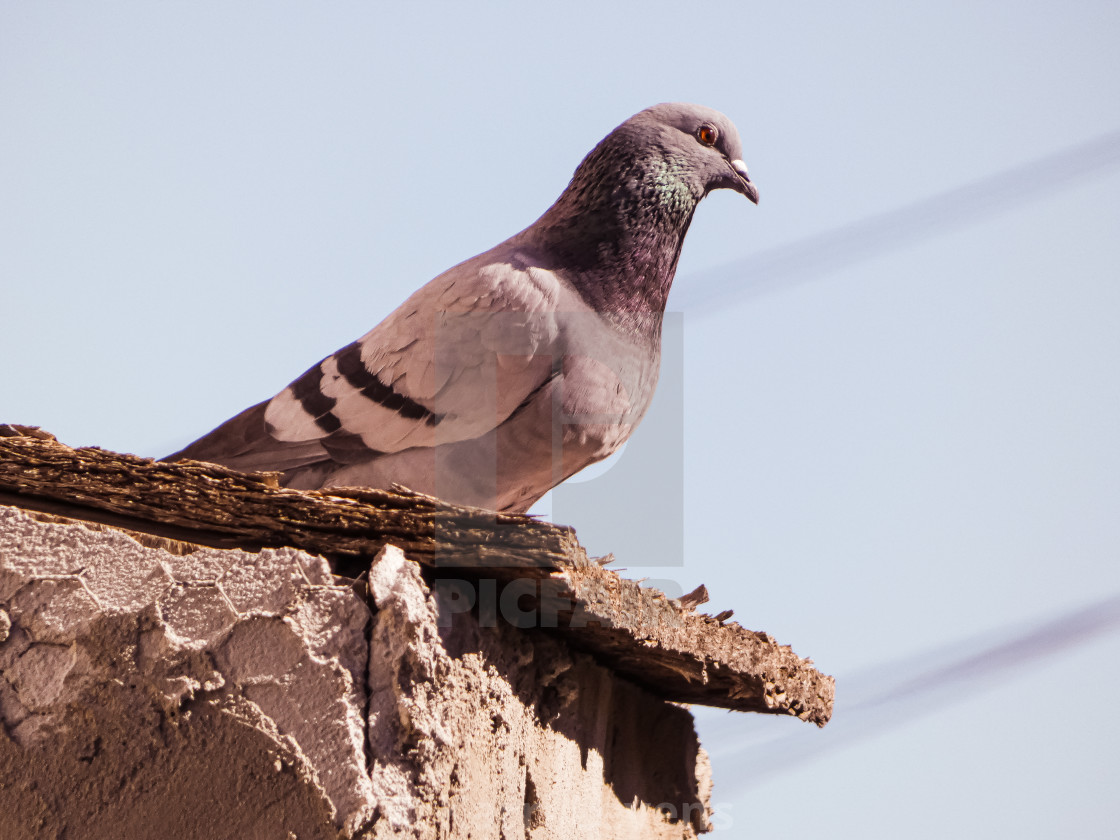 "Photo Of A Beautiful Pigeon On A Roof Top" stock image