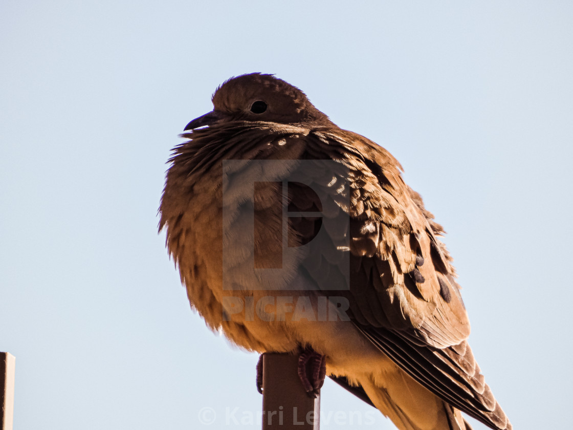 "Photo Of A Mourning Dove On Street Post" stock image