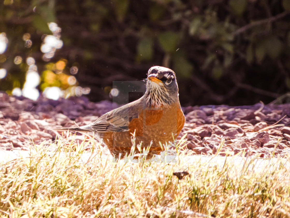 "Photo Of An American Robin In The Grass" stock image