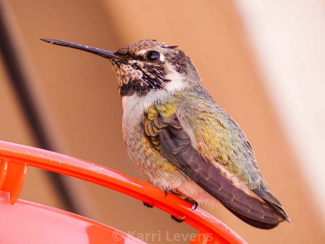 "Close Up Photo Of A Male Costa Hummingbird" stock image