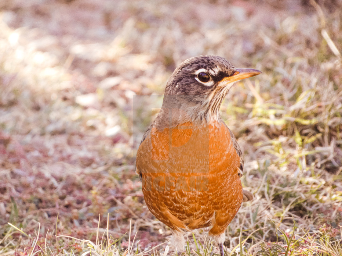 "Close Up Photo Of An American Robin In The Grass" stock image