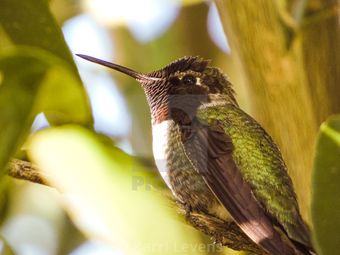 "Close Up Photo Of A Costa's Hummingbird" stock image