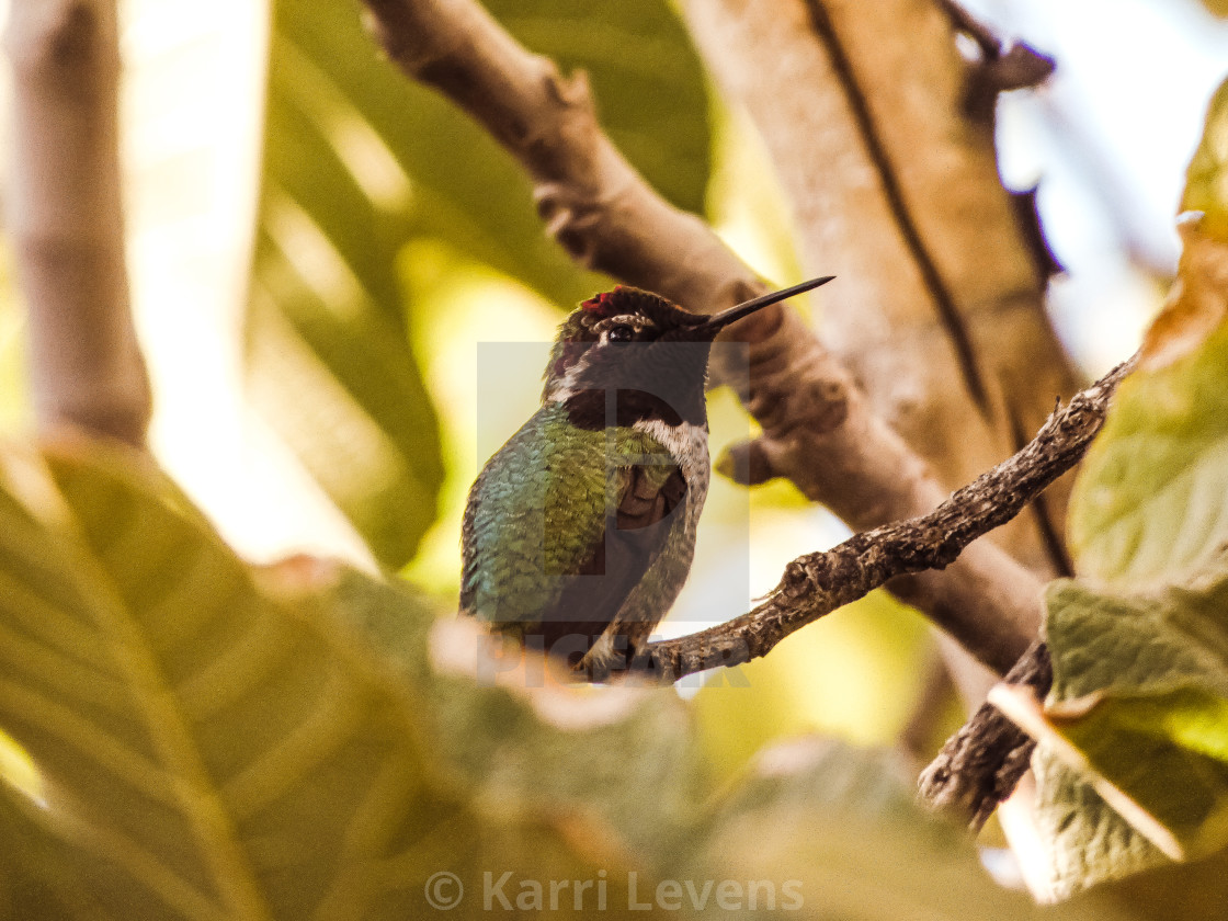 "Photo Of A Costa's Hummingbird On A Tree Branch" stock image