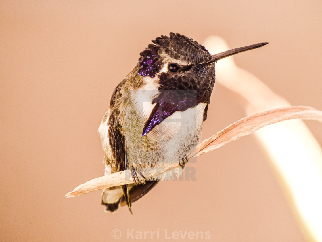 "Close Up Photo Of A Male Costa's Hummingbird On A Branch" stock image