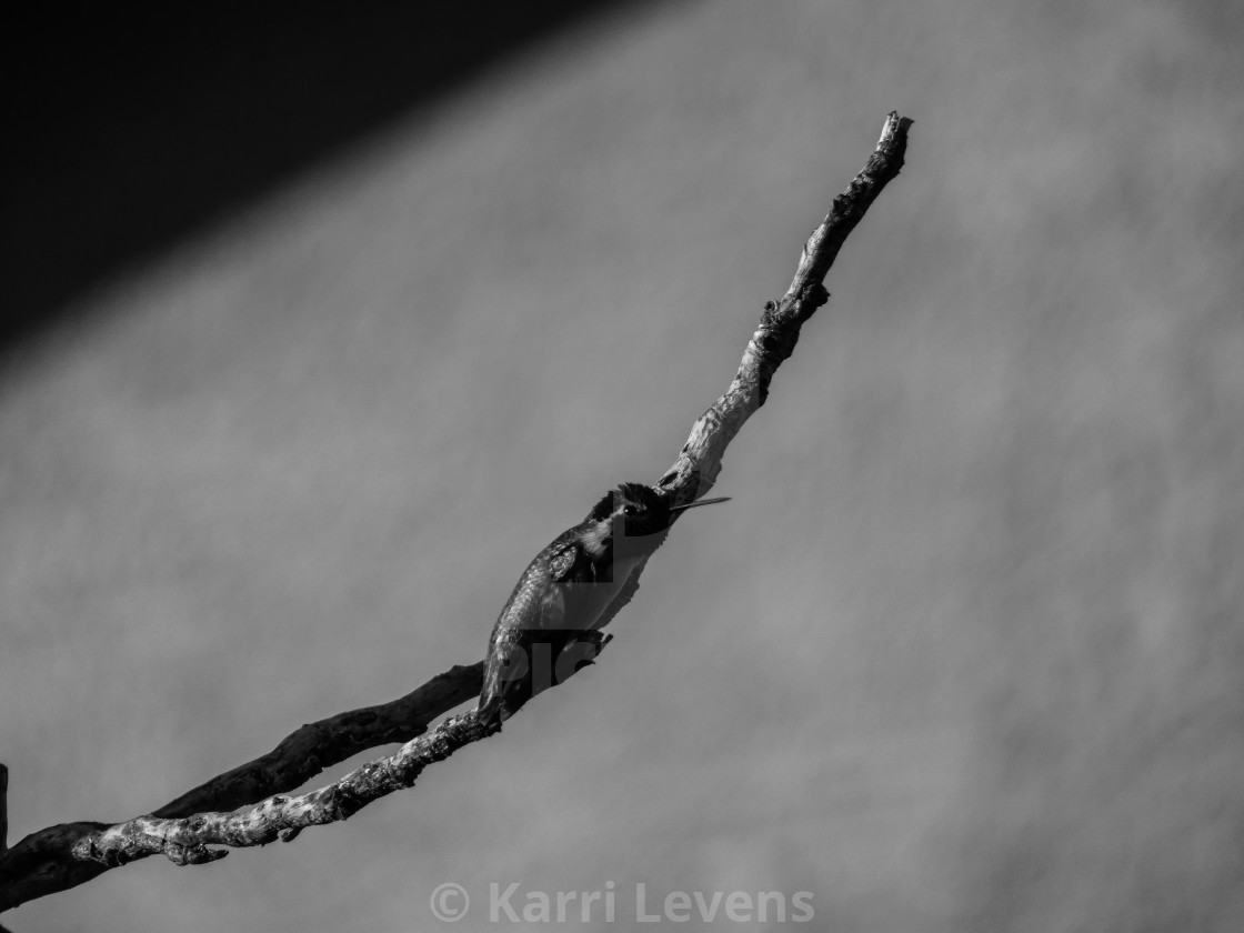 "Photo Of A Male Costa's Hummingbird On A Branch Black & White" stock image