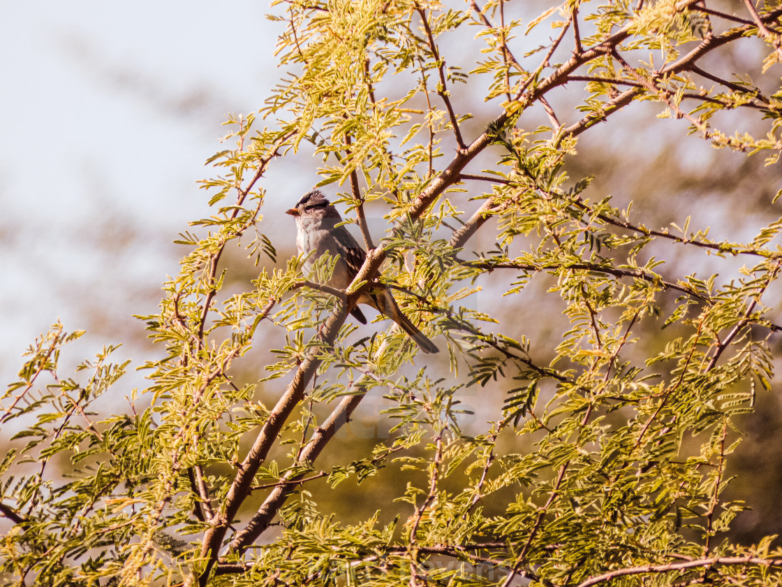 "White-Crowned Sparrow In A Mesquite Tree Photo" stock image