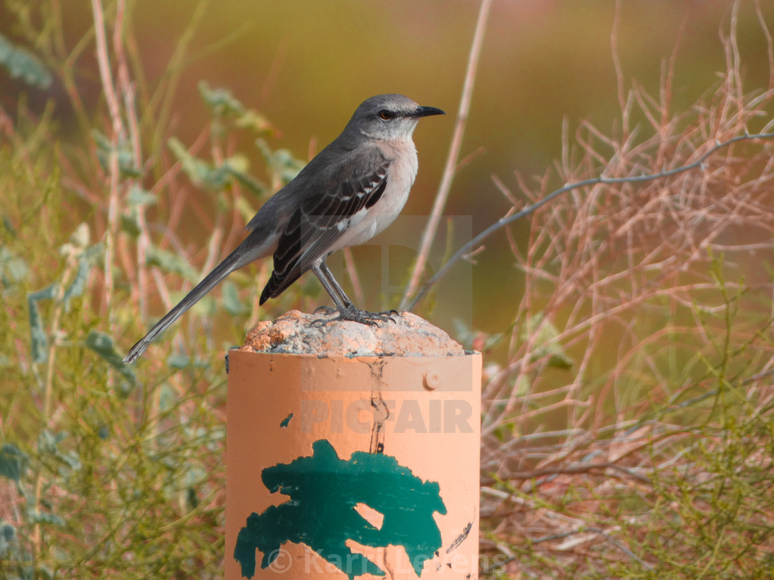 "Photo Of A Mockingbird On A Street Post" stock image