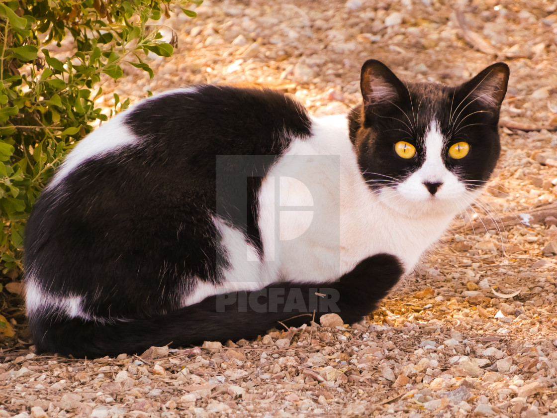 "Photo Of A Black & White Cat Laying On The Ground" stock image