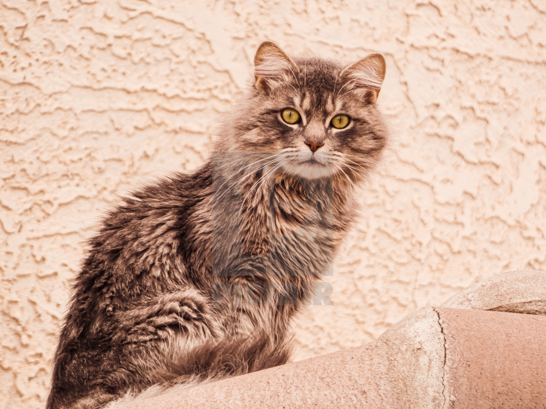 "Photo Of A Cat On Top Of House" stock image