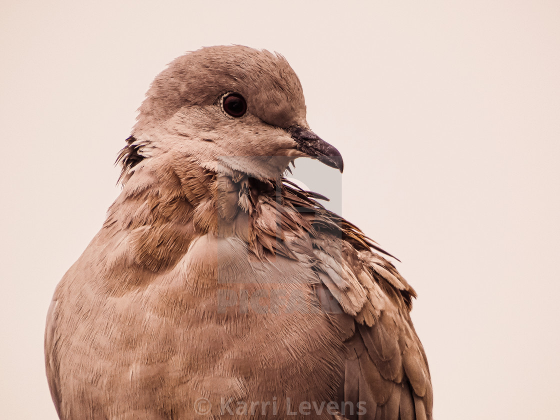 "Close Up Photo Of A Ring-Necked Dove" stock image