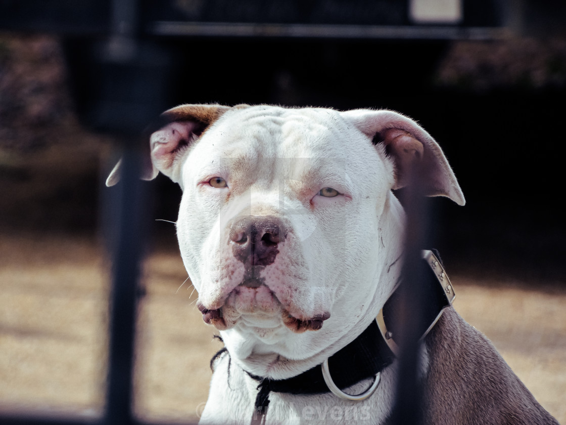 "Photo Of A Dog Behind A Fence" stock image