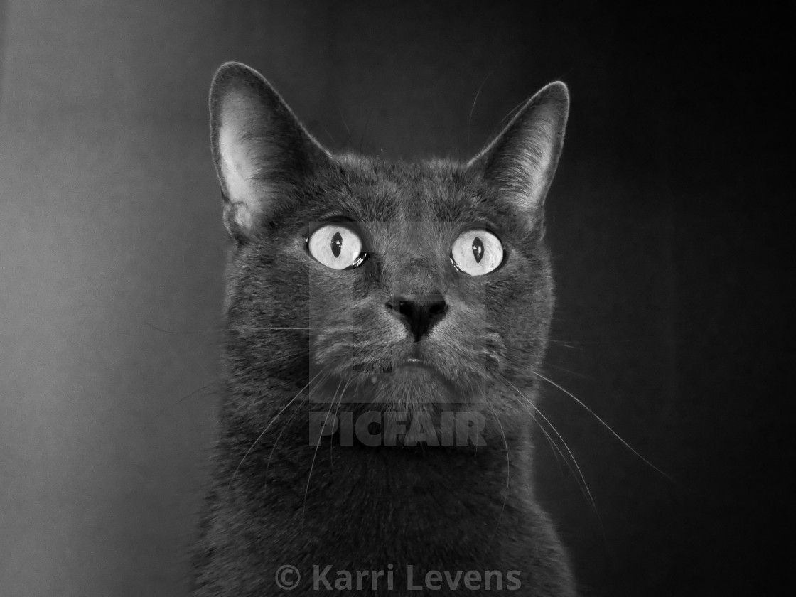 "Black & White Photo Of A Gray Cat" stock image