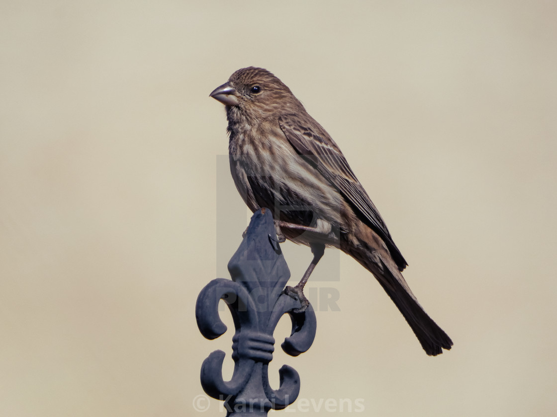 "Photo Of A Female House Finch" stock image