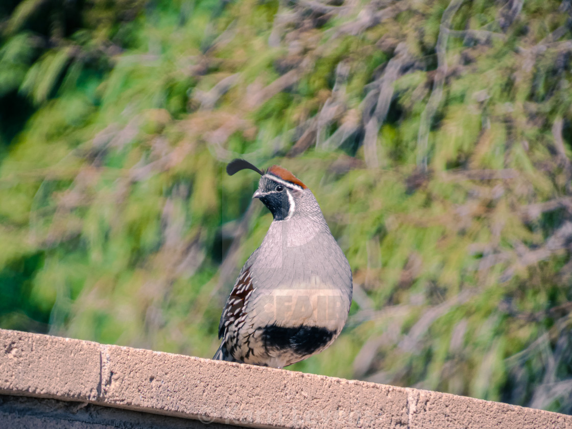 "Photo A Male Quail On A Brick Wall" stock image