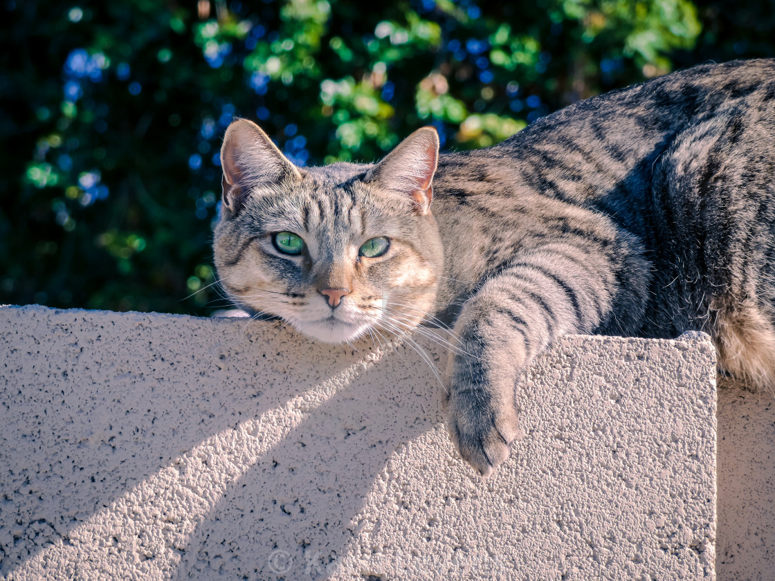 "Photo Of A Cat On A Brick Wall" stock image